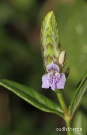 Rungia repens flower2.jpg